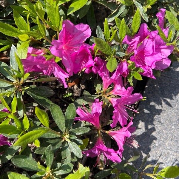 Satsuki azalea (Rhododendron indicum)