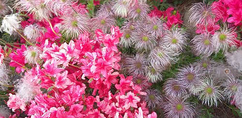 Satsuki azalea: Rhododendron and pasque flowers