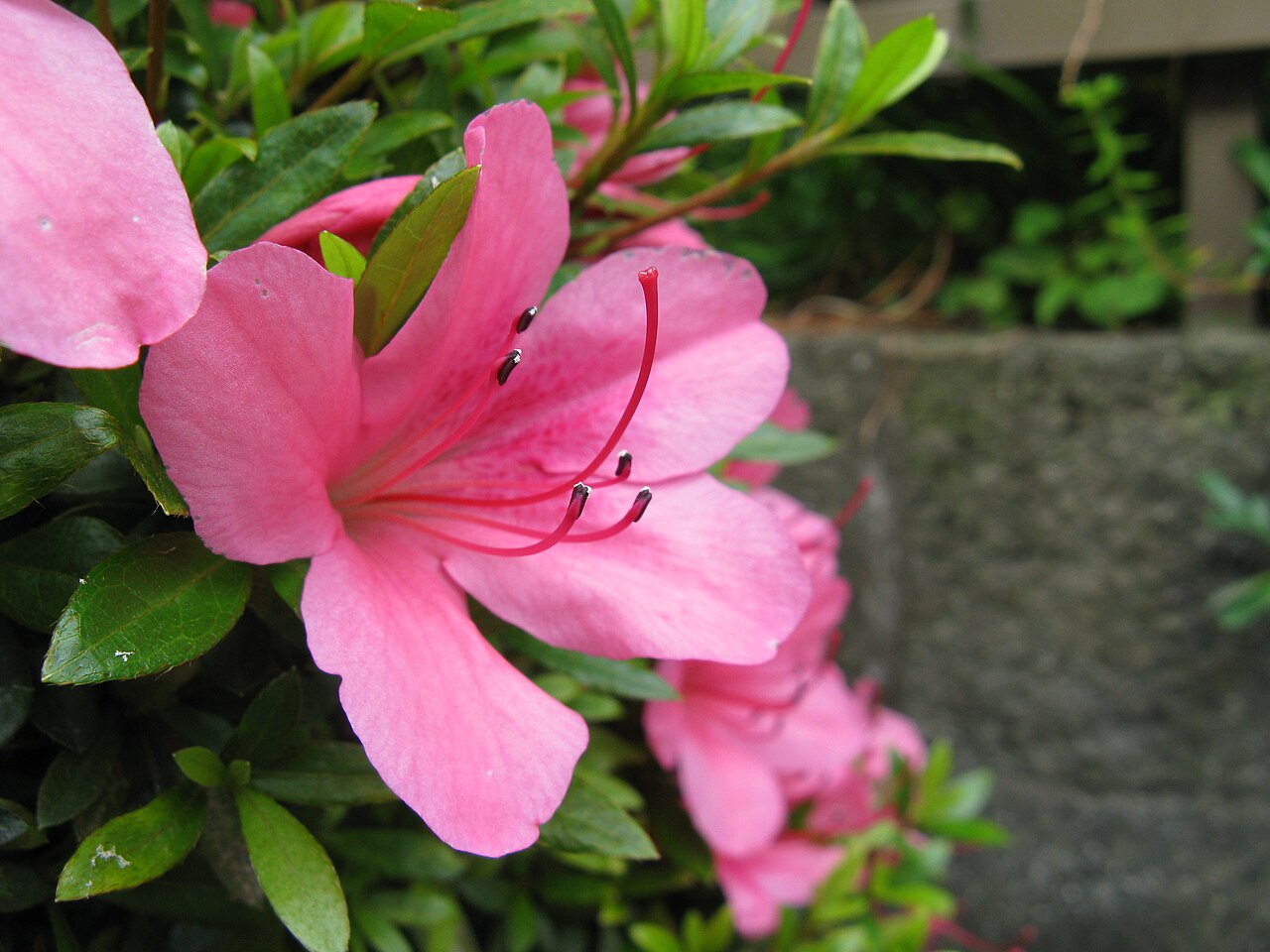 Satsuki azalea: Rhododendron indicum