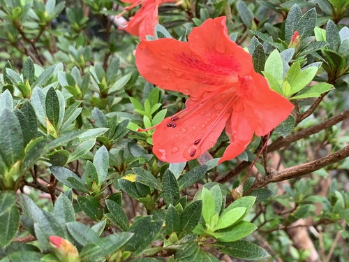 Satsuki azalea (Rhododendron indicum)