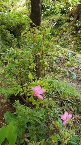 Satsuki azalea (Rhododendron indicum)