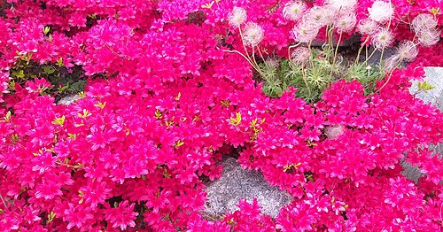 Satsuki azalea: Rhododendron and pasque flowers