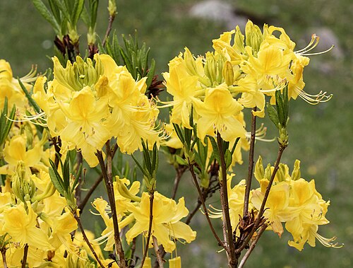 Rhododendron luteum: Flowers of Rhododendron luteum in the Highland Kümbet, Dereli - Giresun, Turkey.