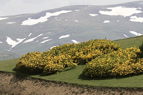 Rhododendron luteum: Natural vegetation of Rhododendron luteum in the Highland Kümbet, Dereli - Giresun, Turkey.