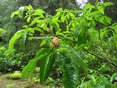 Rhododendron luteum: Rhododendron flavum plant.