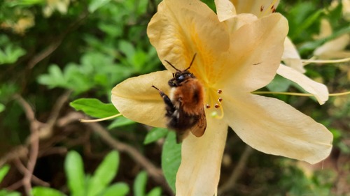 Rhododendron luteum (Rhododendron luteum)