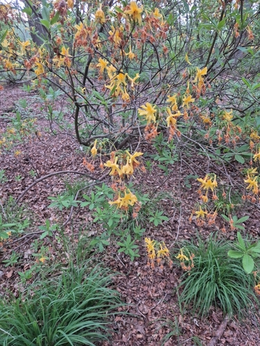 Rhododendron luteum (Rhododendron luteum)