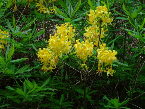 Rhododendron luteum (Rhododendron luteum)