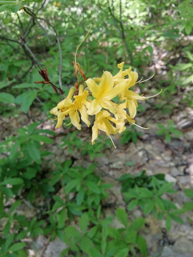 Rhododendron luteum (Rhododendron luteum)