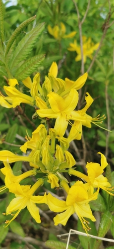 Rhododendron luteum (Rhododendron luteum)