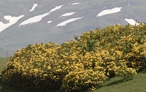 Rhododendron luteum: Natural vegetation of Rhododendron luteum in the Highland Kümbet, Dereli - Giresun, Turkey.