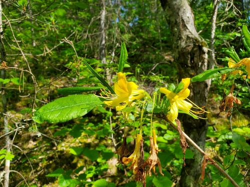 Rhododendron luteum (Rhododendron luteum)