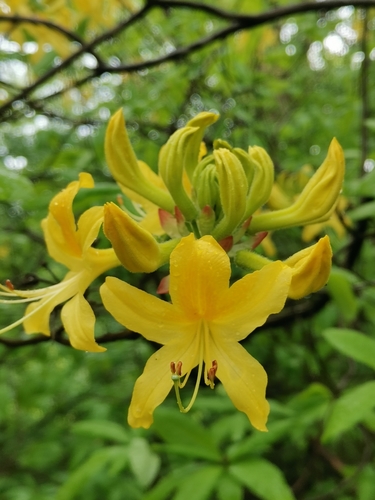 Rhododendron luteum (Rhododendron luteum)