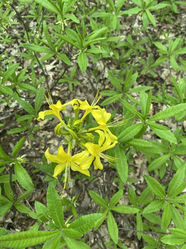 Rhododendron luteum (Rhododendron luteum)