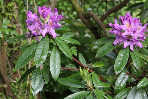 Rhododendron (Rhododendron ponticum)