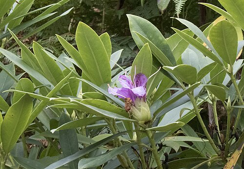 Rhododendron: Common Rhododendron ( Rhododendron ponticum ). Espiye - Giresun, Turkey.