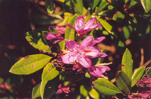 Rhododendron (Rhododendron ponticum)