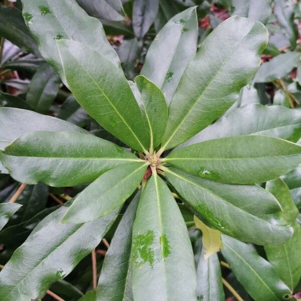 Rhododendron (Rhododendron ponticum)