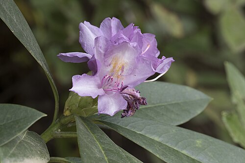 Rhododendron: Late autumn blossoms of Common Rhododendron ( Rhododendron ponticum ). Espiye - Giresun, Turkey.