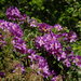 Rhododendron (Rhododendron ponticum)