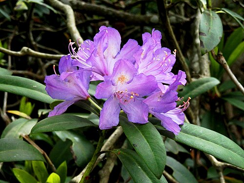 Rhododendron: This is a photo of a natural heritage site in Bulgaria, id: