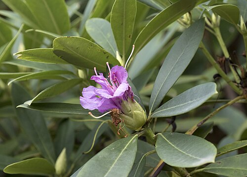 Rhododendron: Late autumn blossoms of Common Rhododendron ( Rhododendron ponticum ). Espiye - Giresun, Turkey.