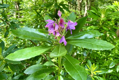 Rhododendron (Rhododendron ponticum)