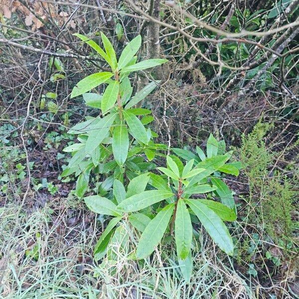 Rhododendron (Rhododendron ponticum)
