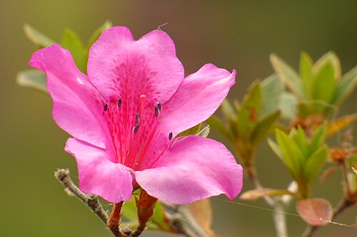 Rhododendron simsii: Azalea