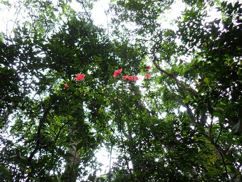 Rhododendron simsii (Rhododendron simsii)