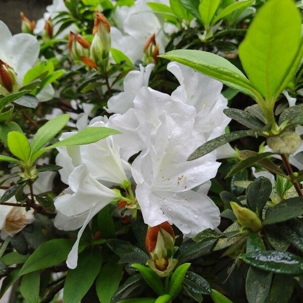 Rhododendron simsii (Rhododendron simsii)