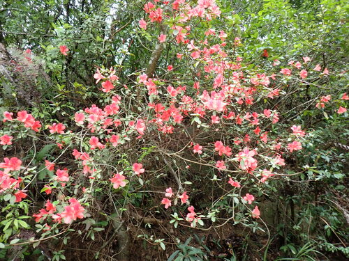 Rhododendron simsii (Rhododendron simsii)