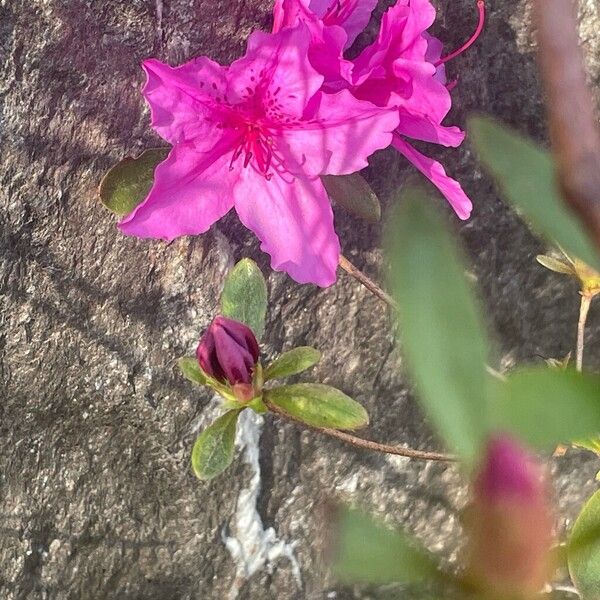Rhododendron simsii (Rhododendron simsii)