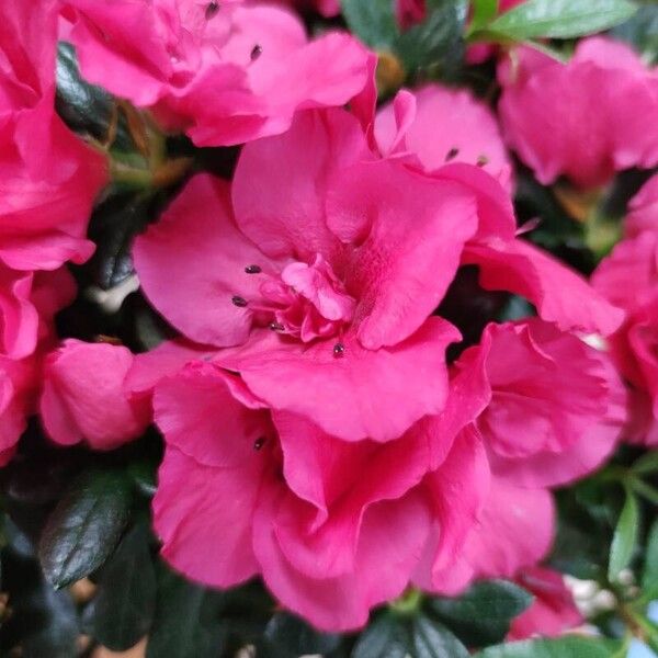 Rhododendron simsii (Rhododendron simsii)