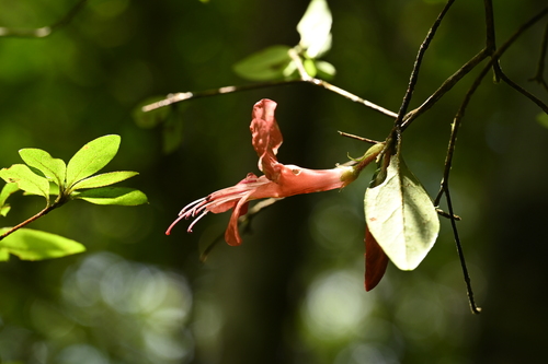 Rhododendron simsii (Rhododendron simsii)
