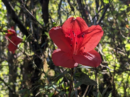 Rhododendron simsii (Rhododendron simsii)