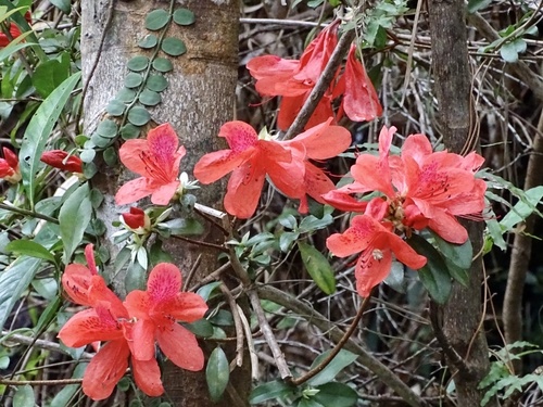 Rhododendron simsii (Rhododendron simsii)