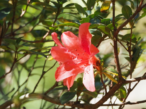 Rhododendron simsii (Rhododendron simsii)