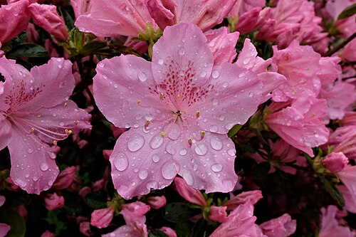 Rhododendron simsii: Blüte einer Gartenazalee