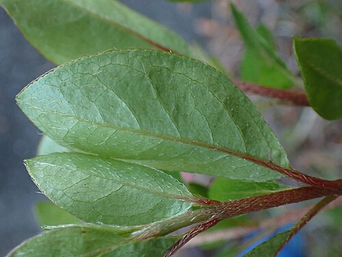 Rhododendron simsii: タイワンヤマツツジの葉裏の剛毛（2026年3月 沖縄県石垣市）