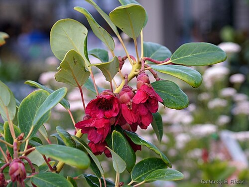 Rhodoleia: Not the best photo of this plant, but they say it is one of the most beautiful flowering trees. Rare in cultivation this tall shrub will be covered in these enc