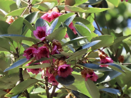 Rhodoleia (Rhodoleia championii)