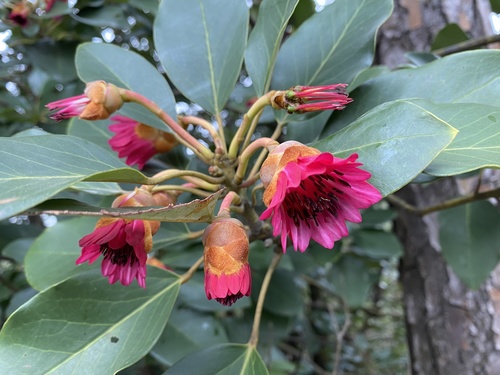 Rhodoleia (Rhodoleia championii)