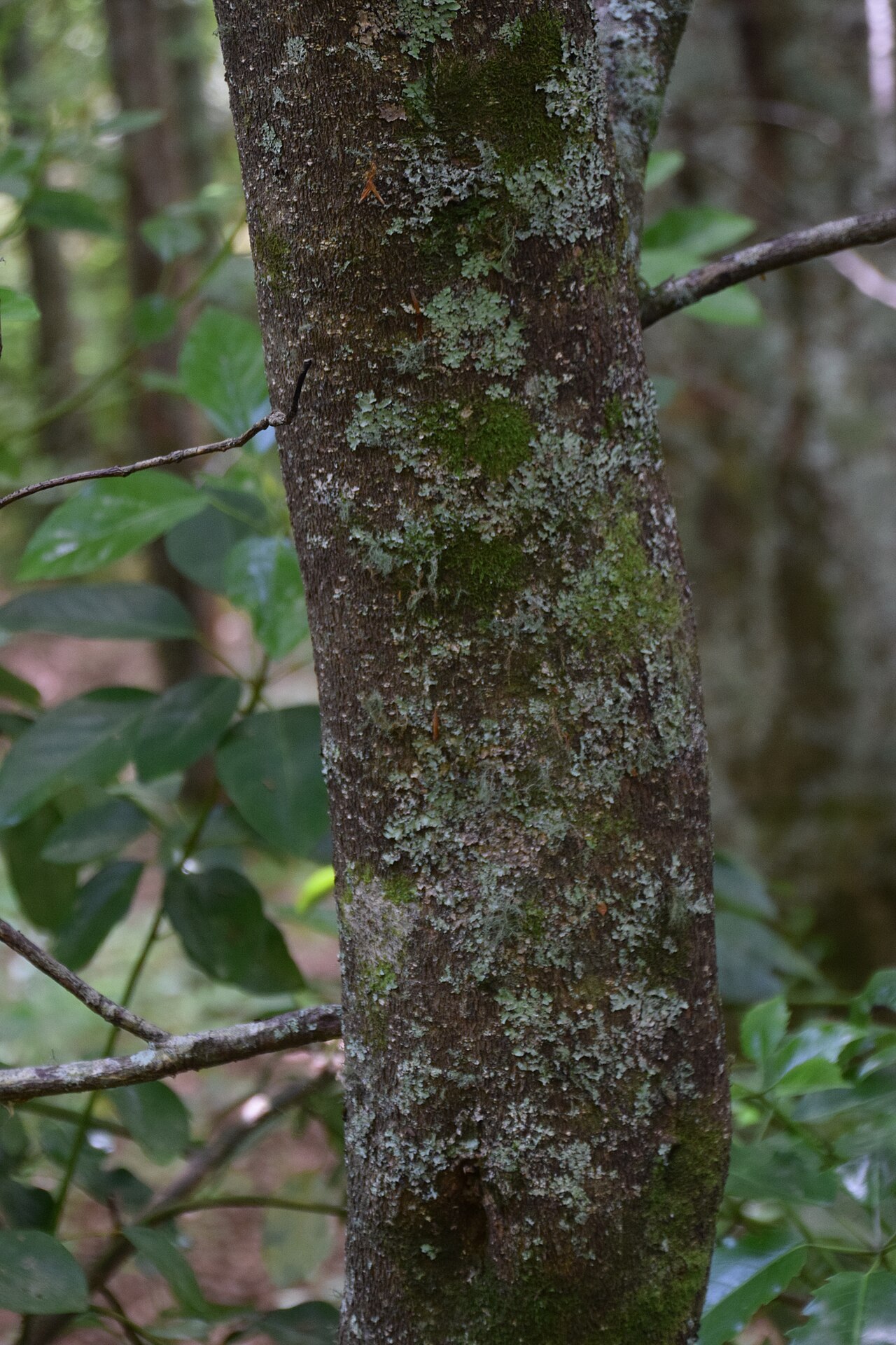 Rhodoleia: Rhodoleia championii in Eastwoodhill Arboretum, Gisborne Region, New Zealand