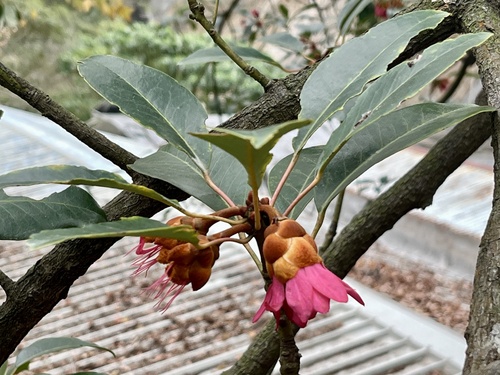 Rhodoleia (Rhodoleia championii)