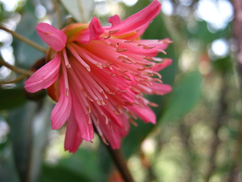 Rhodoleia (Rhodoleia championii)