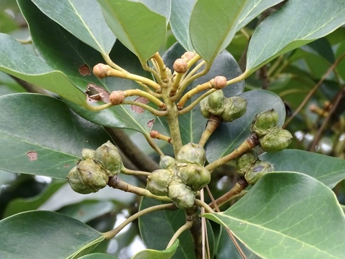 Rhodoleia (Rhodoleia championii)