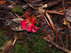 Rhodoleia (Rhodoleia championii)