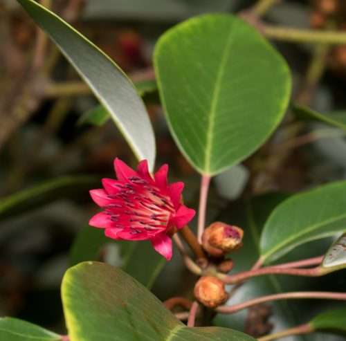 Rhodoleia (Rhodoleia championii)