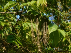 Rhoiptelea chiliantha (Rhoiptelea chiliantha)
